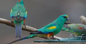 Παπαγάλος μούλγκα - Mulga parrot (Psephotellus varius)