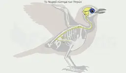 birds_nervous_system-min.webp