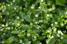 chickweed.webp