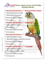 Cinnamon Green cheek Combination Breeding Results By akhilchandrika.webp