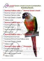 Yellow-side Green cheek Combination Breeding Results By akhilchandrika.webp