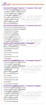 Green-cheek Conure Combination Breeding Results By akhilchandrika (5).webp