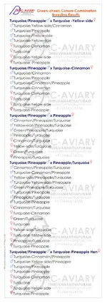 Green-cheek Conure Combination Breeding Results By akhilchandrika (7).webp