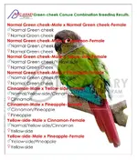 Green-cheek Conure Combination Breeding Results By akhilchandrika.webp