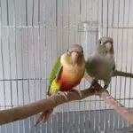 Green Cheeked Conures.webp