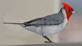 red-crested-cardinal.webp