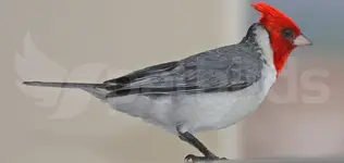 Red-crested cardinal (Paroaria coronata)