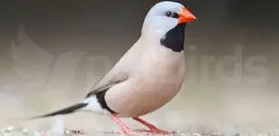 Long-tailed finch (Poephila acuticauda)