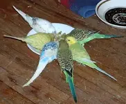 budgies_yourbirds_marchapril2006.webp