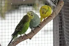 budgies.webp