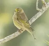 syrian-serin-israel-2007.webp