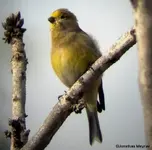 Syrian Serin1.webp