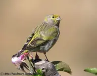 serin.syriaque.auau.2g.webp