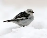 snow_bunting.webp