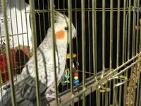 Cockatiel 004.webp