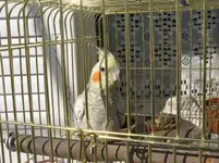 Cockatiel 005.webp