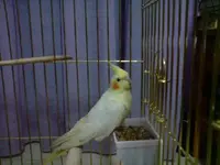 tiel2.webp