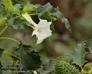 datura_stramonium_a6230.webp