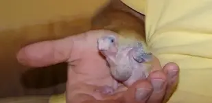 cockatiel02.webp