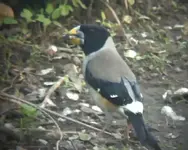 chinese grosbeak.webp