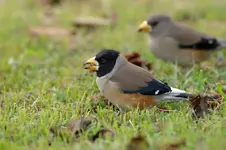 Yellow-billed%20Grosbeak1.webp