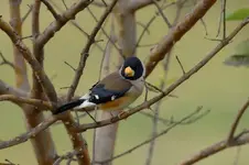 Yellow-billed%20Grosbeak2.webp