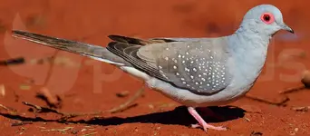 Διαμαντοπερίστερο (Geopelia cuneata)