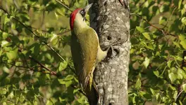 Δρυοκολάπτης (Picus viridis)