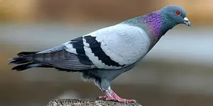 Περιστέρι (Columba)