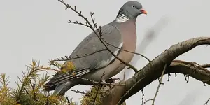 Φάσσα-Columba-palumbus.webp