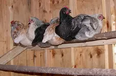 Chicken-Roosting-Ideas-from-wood-1.webp