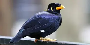 Μάινα - Hill Myna (Gracula religiosa)