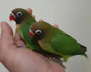 02-nigrigenis-lovebirds.webp