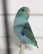 39312-parrotlet-2.webp