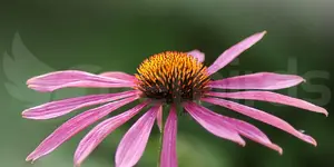 Εχινάκεια (Echinacea)