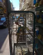 petshop-with-macaw.webp