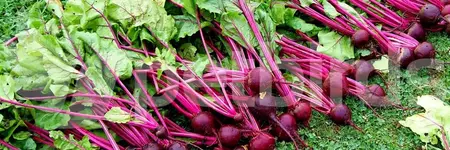 Παντζάρια (Beta vulgaris)