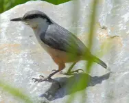 Westernrocknuthatch_Sitta_neumayer.webp