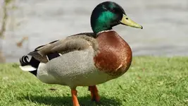 mallard-male.webp