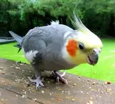 hoboken-cockatiel.webp