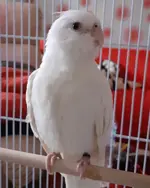 anjy-white-cockatiel.webp