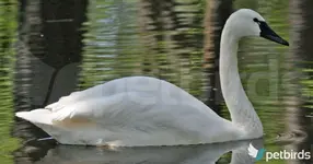 Whistling swan