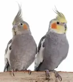 Cockatiel-Facts-940x529_copy_472x529.webp