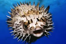 pufferfish-closeup-cut.ngsversion.1556636497139.adapt.945.1.webp