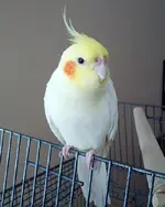 cockatiel_lutino.webp