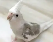 cockatiel_white-faced.webp