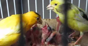 canary-breeding-og.jpg