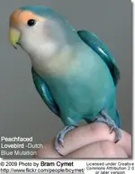 dutchbluepeachfacedlovebird.webp