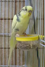 budgies3.webp