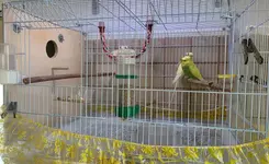 budgies1.webp